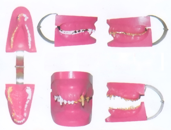 CANINE DISEASE TEETH MODEL